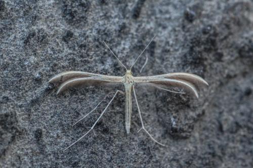 Réf. 201 810 : Merrifieldia sp.